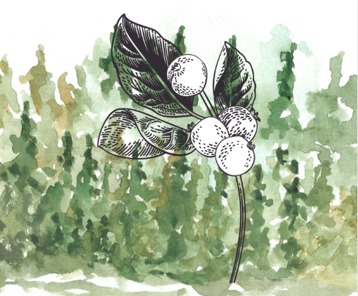 Meet the Common Snowberry